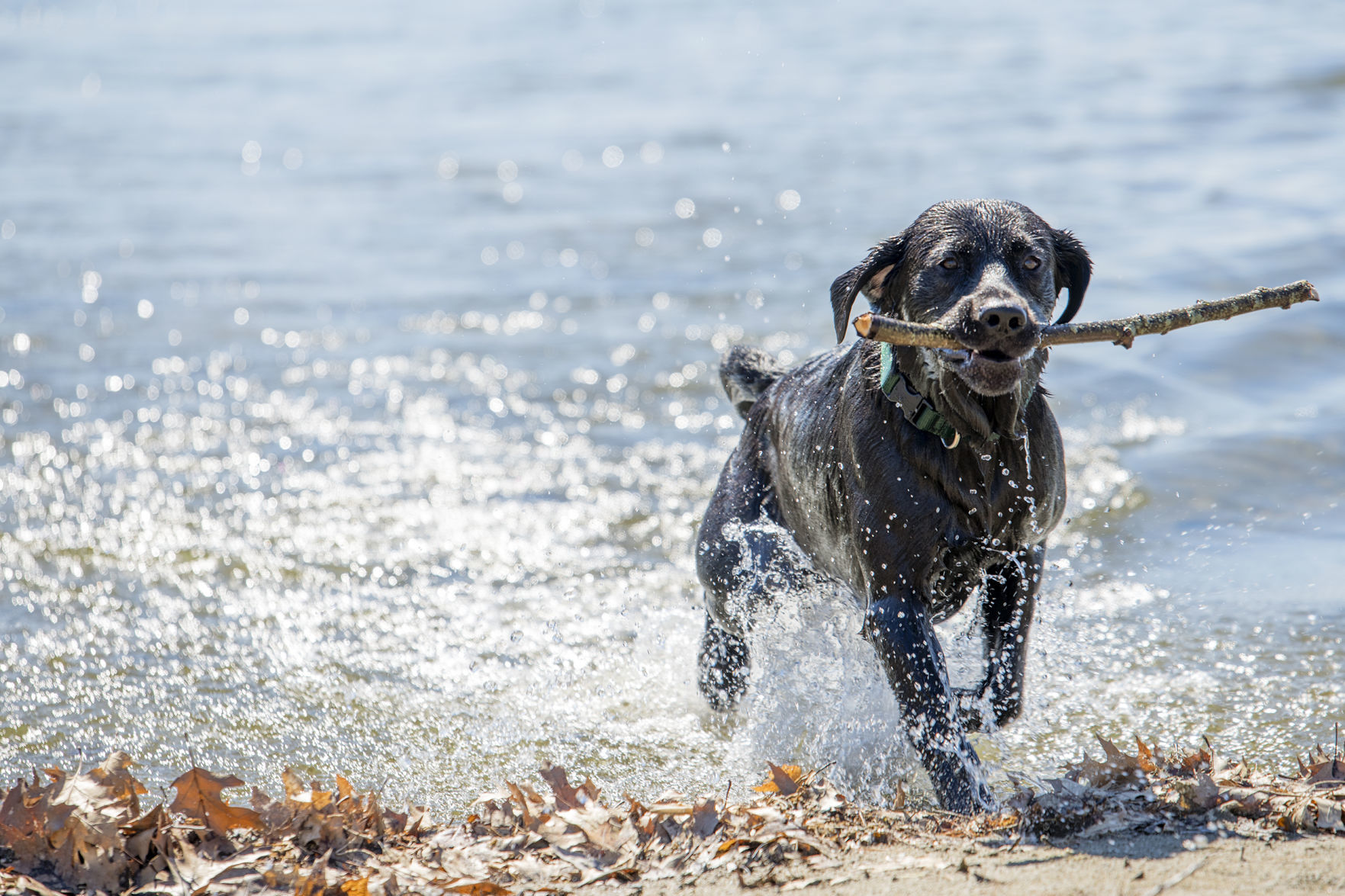 Dasher's Big Day